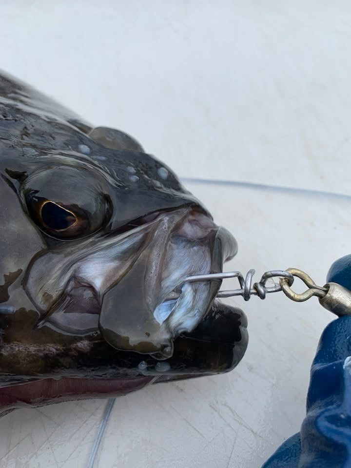 White Fish Assortment (halibut & Black Cod)