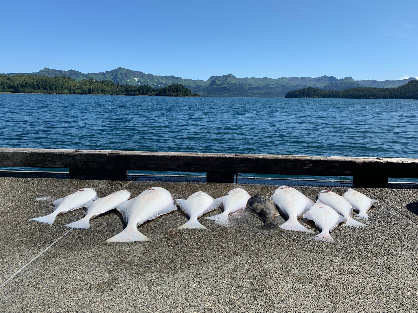 Wild Alaskan Halibut