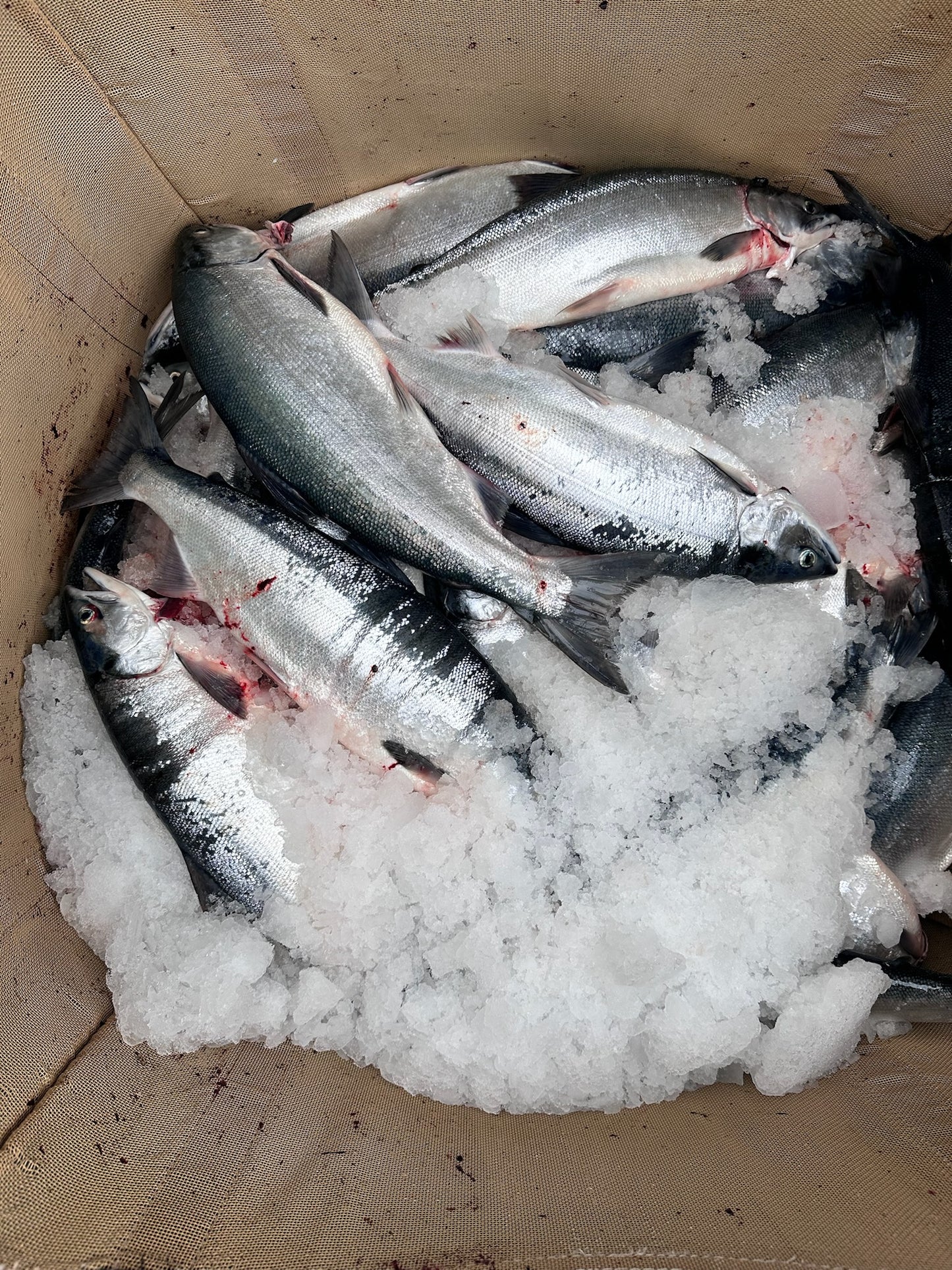 Prince William Sound Sockeye