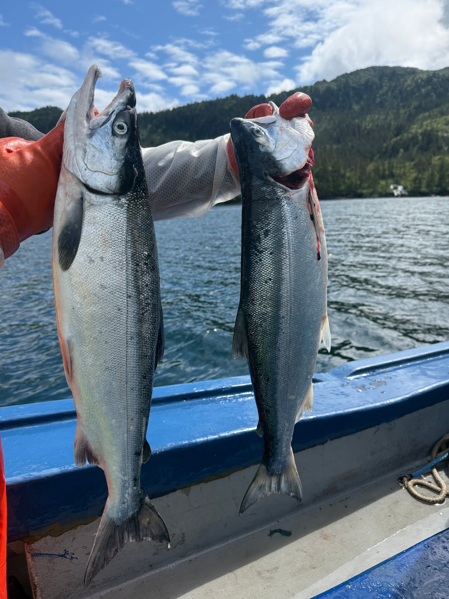 Premium Salmon Assortment Box