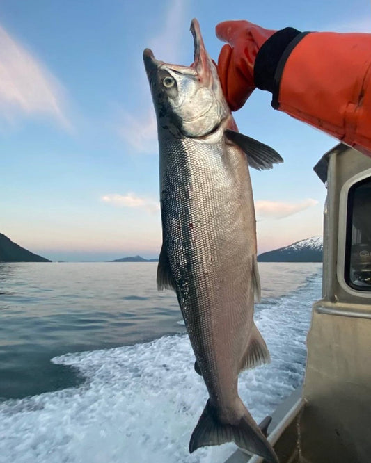 Copper River Sockeye (Red) Salmon